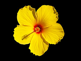 位圖 植物 花朵 寫實(shí)花卉 高清 免費(fèi)素材
