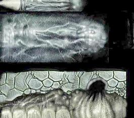 49171_肌理油彩_生物理