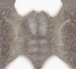 49207_肌理油彩_生物理