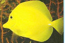 49214_肌理油彩_生物理