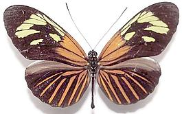 49215_肌理油彩_生物理