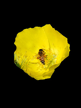 位圖 植物 花朵 寫實(shí)花卉 高清 免費(fèi)素材