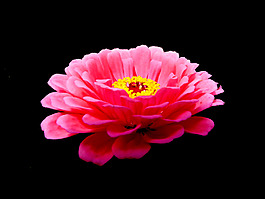 位圖 植物 花朵 寫實(shí)花卉 高清 免費(fèi)素材