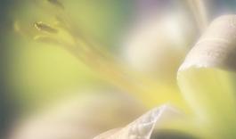 59474_肌理油彩_生物理