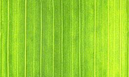 59485_肌理油彩_生物理