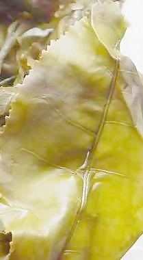 59494_肌理油彩_生物理
