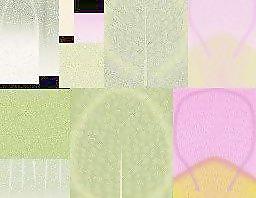 59501_肌理油彩_生物理
