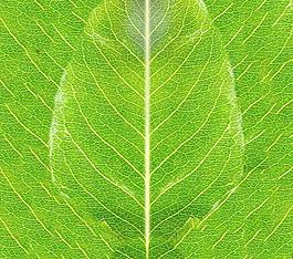 59505_肌理油彩_生物理