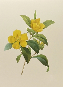 位圖 植物圖案 寫意花卉 花朵 超高清 免費(fèi)素材