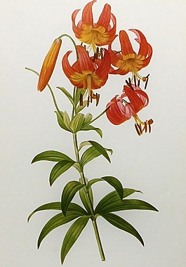 位圖 植物圖案 寫意花卉 花朵 超高清 免費(fèi)素材