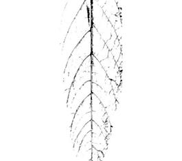 59512_肌理油彩_生物理