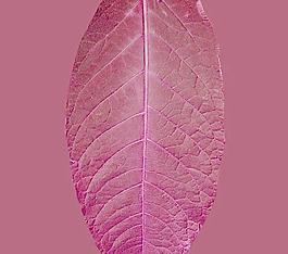 59528_肌理油彩_生物理