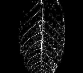 59529_肌理油彩_生物理