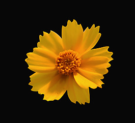 位圖 植物 花朵 寫(xiě)實(shí)花卉 高清 免費(fèi)素材
