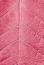 59568_肌理油彩_生物理