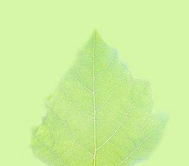 59582_肌理油彩_生物理