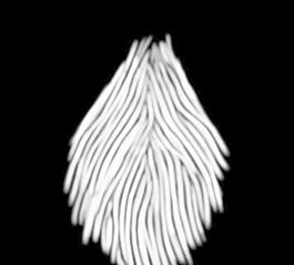 59588_肌理油彩_生物理