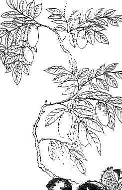 中秋之花開富貴線描02