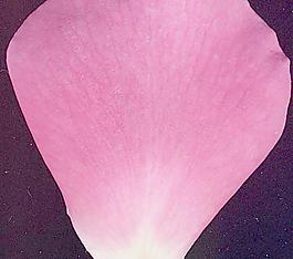59623_肌理油彩_生物理