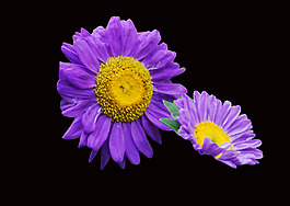 位圖 植物 花朵 寫(xiě)實(shí)花卉 高清 免費(fèi)素材