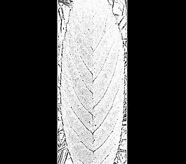 59698_肌理油彩_生物理