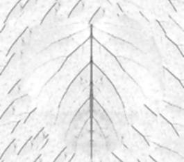 59709_肌理油彩_生物理