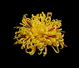 位圖 植物 花朵 菊花 寫實(shí)花卉 免費(fèi)素材