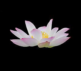 位圖 植物 花朵 荷花 寫實(shí)花卉 免費(fèi)素材