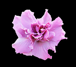 位圖 植物 花朵 寫實(shí)花卉 高清 免費(fèi)素材