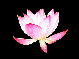位圖 植物 花朵 荷花 寫(xiě)實(shí)花卉 免費(fèi)素材