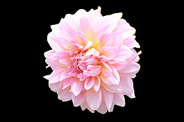 位圖 植物 花朵 牡丹花 寫(xiě)實(shí)花卉 免費(fèi)素材