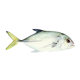 位圖 藝術效果 手繪 動物 魚 免費素材