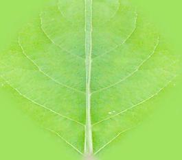 60007_肌理油彩_生物理