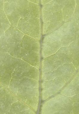 60017_肌理油彩_生物理