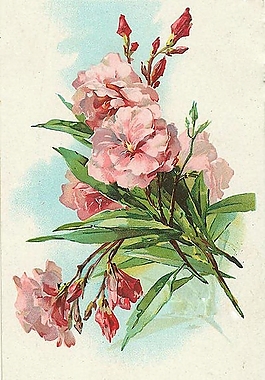 位圖 植物圖案 寫意花卉 花朵 牡丹 免費(fèi)素材