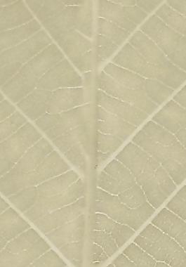 60021_肌理油彩_生物理