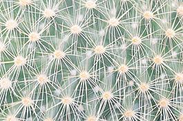 64757_肌理油彩_生物理