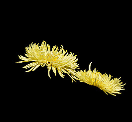 位圖 植物 花朵 菊花 免費素材