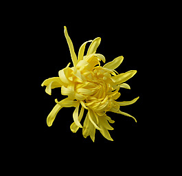 位圖 植物 花朵 菊花 免費(fèi)素材