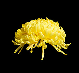 位圖 植物 花朵 菊花 免費素材