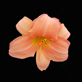 位圖 植物 花朵 百合 寫實(shí)花卉 免費(fèi)素材