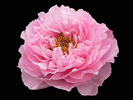 位圖 植物 花朵 牡丹花 寫(xiě)實(shí)花卉 免費(fèi)素材