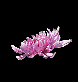 位圖 植物 花朵 菊花 免費素材