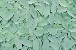 64779_肌理油彩_生物理