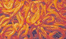64827_肌理油彩_生物理