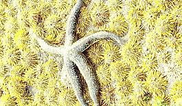 64881_肌理油彩_生物理