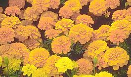 64897_肌理油彩_生物理