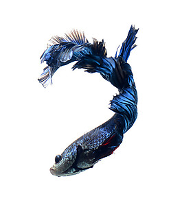 位圖 動(dòng)物 魚 免費(fèi)素材