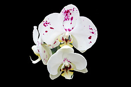 位圖 植物 花朵 寫(xiě)實(shí)花卉 高清 免費(fèi)素材
