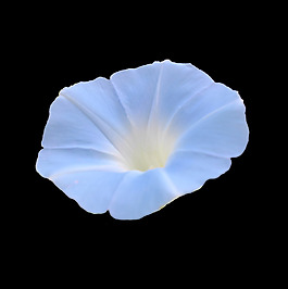 位圖 植物 花朵 牽牛花 寫(xiě)實(shí)花卉 免費(fèi)素材
